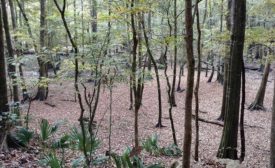 Leon County Bottomland Hardwood