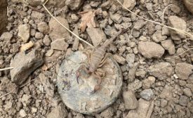 scorpion guarding survey monument